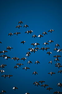 Low angle view of birds flying in sky