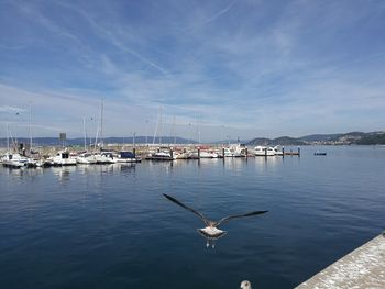 Birds flying over sea against sky