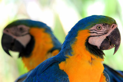 Close-up of a parrot