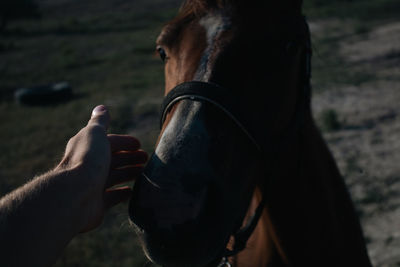 Cropped hand of horse standing on field