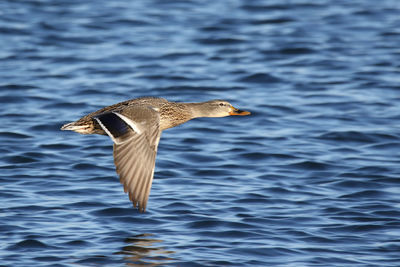 Bird flying over sea