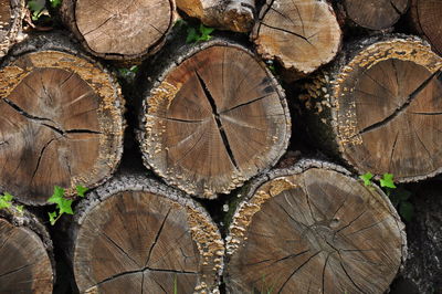 Stack of logs in forest