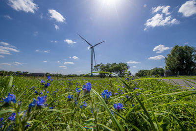 Worms eye view over flower meadow  wind turbine in the backlight blue  sky and glistening sunshine.