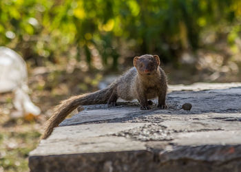 Portrait of a lizard on a tree