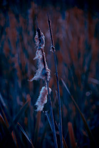 Close-up of wilted plant on field