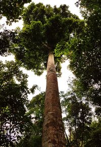 Low angle view of trees against sky