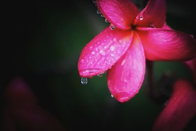 Close-up of wet pink flower