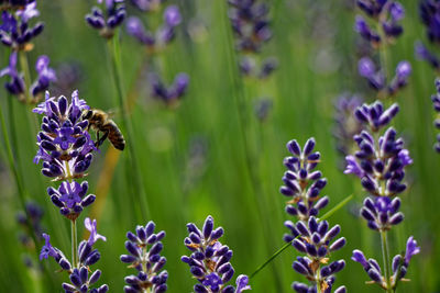 Close-up of bee pollinating on purple flowering plant