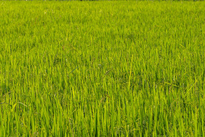 Full frame shot of corn field