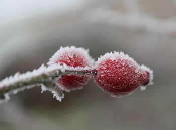 Close-up of frozen berries