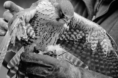 Midsection of man holding hawk