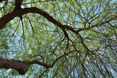 Low angle view of tree against sky