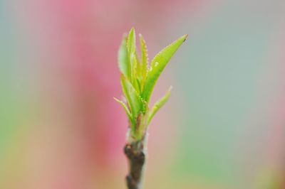 Close-up of flower bud growing outdoors