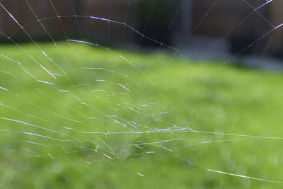 Close-up of spider web