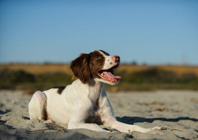 Dog sticking out tongue against clear sky