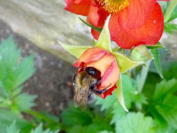 Close-up of bee pollinating on red flower