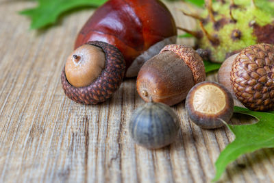 Close-up of snail on table