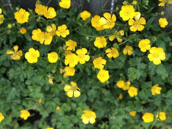 High angle view of yellow flowering plants