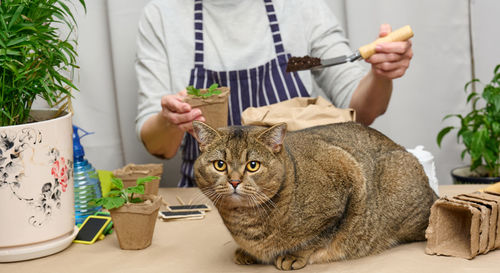 Woman is planting plants in paper plastic cups on the table, next to an adult gray cat lies. homewo