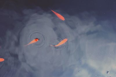 High angle view of fish swimming in pond