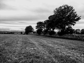 Trees on field against sky