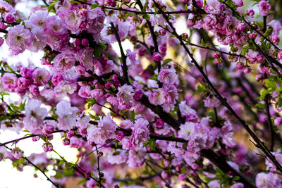 Low angle view of pink cherry blossoms in spring