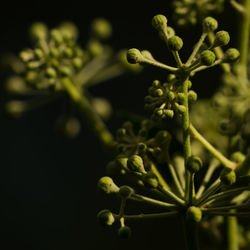 Close-up of flower buds growing against black background