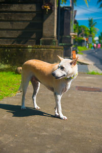 View of a dog on footpath