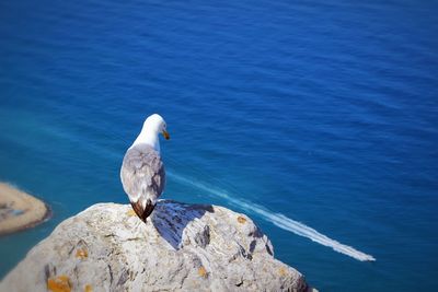 Seagull perching on rock by sea