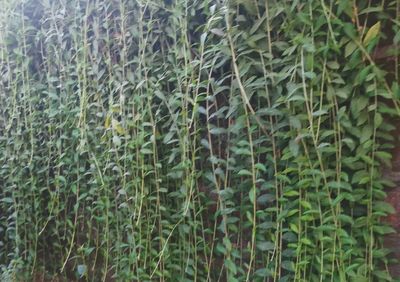 Full frame shot of wet plants