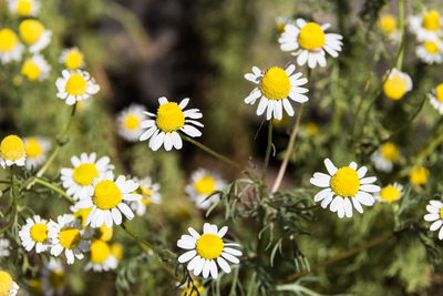 Close-up of yellow daisy flowers