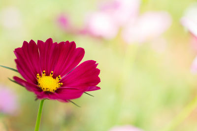 Close-up of pink flower