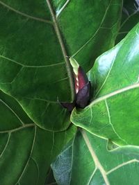 Close-up of insect on leaf