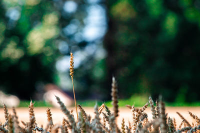 Close-up of plants growing on field