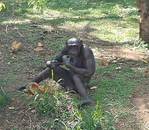 Lion sitting on field