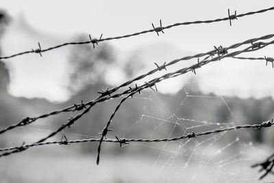 Close-up of barbed wires with spider web