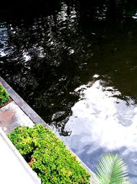 High angle view of trees by lake