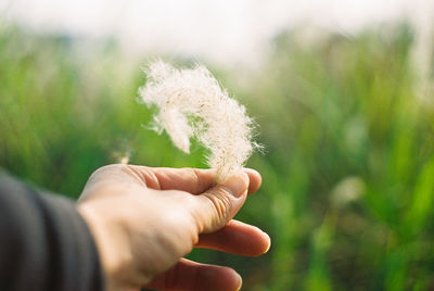 Close-up of hand holding leaf against sky