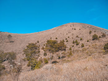 Low angle view of plants against clear blue sky