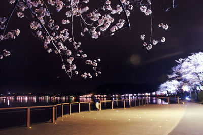 View of cherry blossom at night