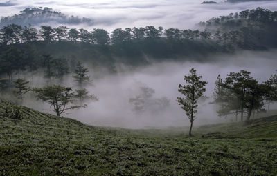 Trees on field against sky