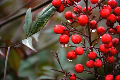 Close-up of berries growing on tree