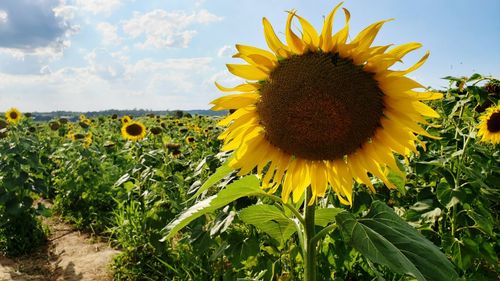 Close-up of sunflower on field against sky