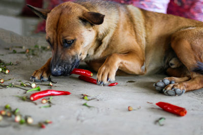 Close-up of dog lying down