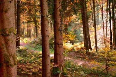 Trees in forest during autumn