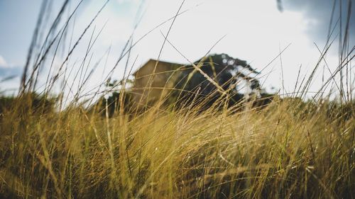 Close-up of grass on field against sky