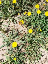 High angle view of yellow flowering plant on field