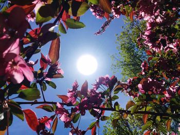 Low angle view of cherry blossoms against sky