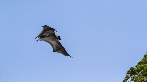 Low angle view of bird flying