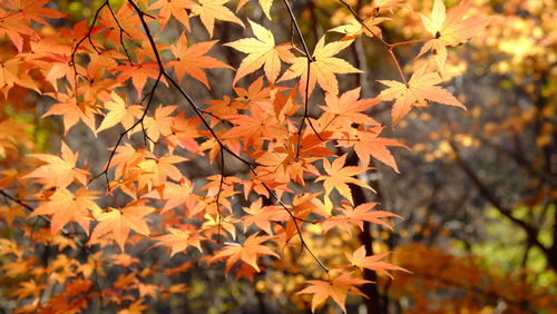 Close-up of maple leaves